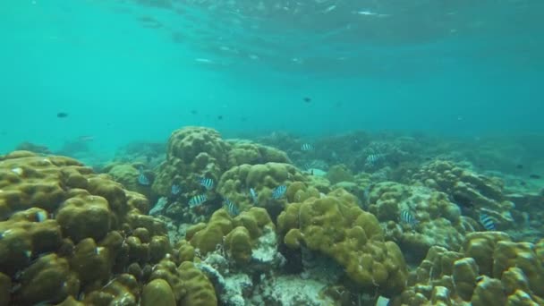 Corales Peces Mar Andamán Tailandia — Vídeo de stock