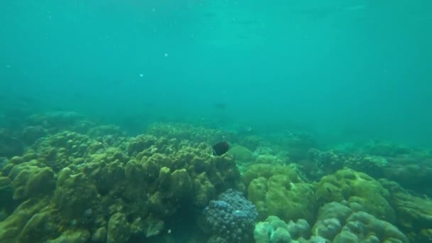 Coralli Pesci Nel Mar Delle Andamane Thailandia — Video Stock