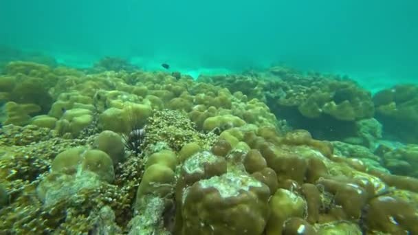 Corales Peces Mar Andamán Tailandia — Vídeo de stock