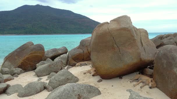 Kutyák Alszik Sunrise Strand Trópusi Koh Lipe Sziget Thaiföld — Stock videók