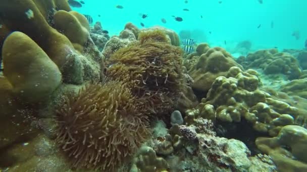 安达曼海一个热带珊瑚礁上的小鱼收容所和海葵 — 图库视频影像