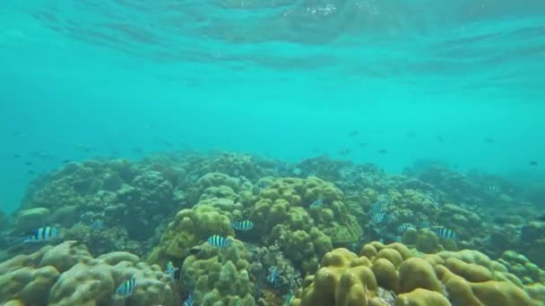 Кораллы Много Рыбы Андаманском Море Таиланд — стоковое видео