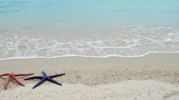 Duas Estrelas Mar Vermelho Azul Deitado Uma Praia Areia Ondas — Vídeo de Stock
