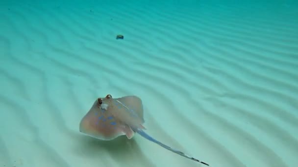 蓝斑黄貂鱼 Taeniura Lymma 安达曼海的海洋生物 — 图库视频影像