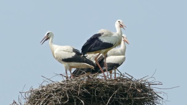 Stork Family Nest — Stock Video