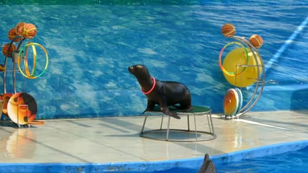 Performance Des Otaries Fourrure Spectacle Avec Animaux Marins — Video