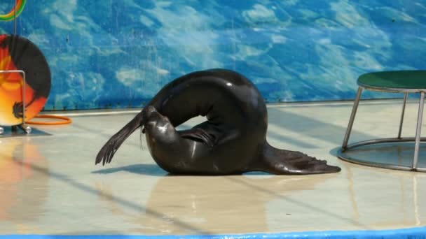 Performance Fur Seals Show Sea Animals — Stock Video