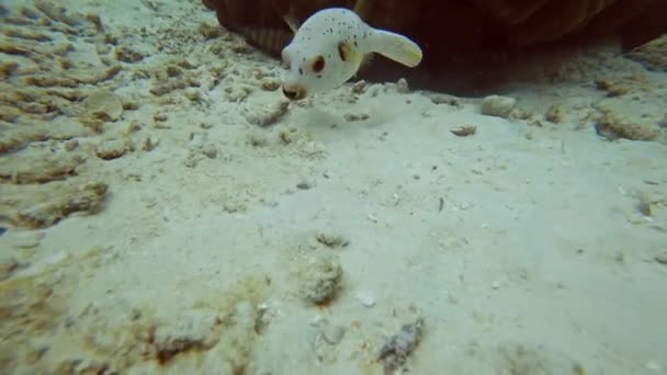 Peixe Balão Branco Mar Andaman Tailândia — Vídeo de Stock