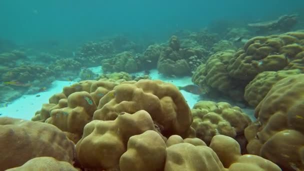 Κοράλλια Και Πολλά Ψάρια Στη Θάλασσα Andaman Ταϊλάνδη — Αρχείο Βίντεο