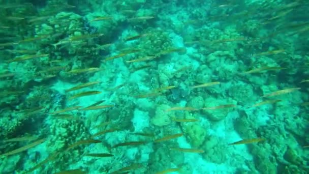 Skolan För Små Barracudor Fiskar Vatten Tropiska Havet — Stockvideo