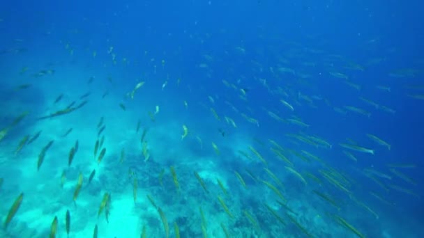 Scuola Piccoli Pesci Barracuda Sott Acqua Nel Mare Tropicale — Video Stock