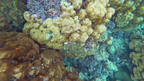 アンダマン海 4Kのサンゴと多くの魚 — ストック動画