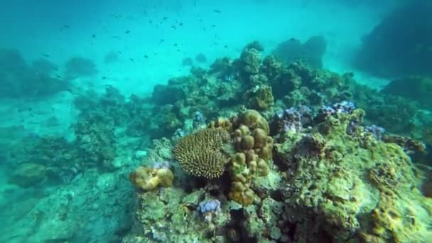 Corales Peces Cerca Isla Koh Rok Mar Andamán Tailandia — Vídeo de stock