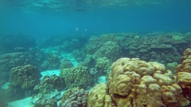 アンダマン海のコ ロック島近くのサンゴと魚4K — ストック動画