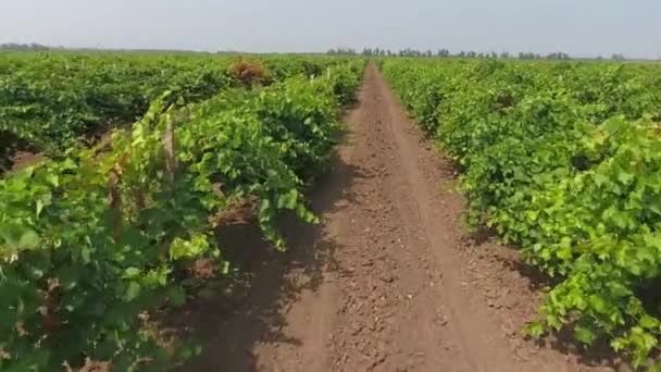 Taman Rusya Daki Geniş Üzüm Bağlarının Hava Manzarası — Stok video