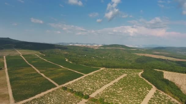 Aerial View Vineyards Abrau Durso Caucasus Russia — Stock Video