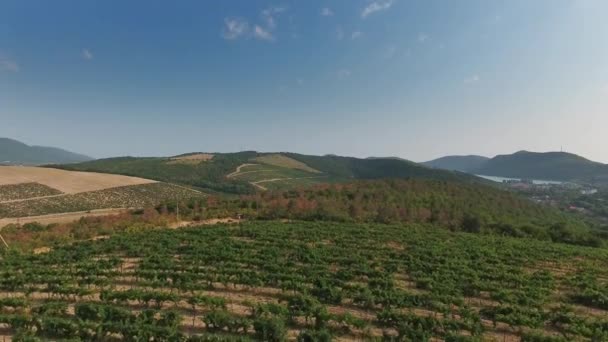 Abrau Durso Kafkasya Rusya Daki Üzüm Bağlarının Hava Manzarası — Stok video