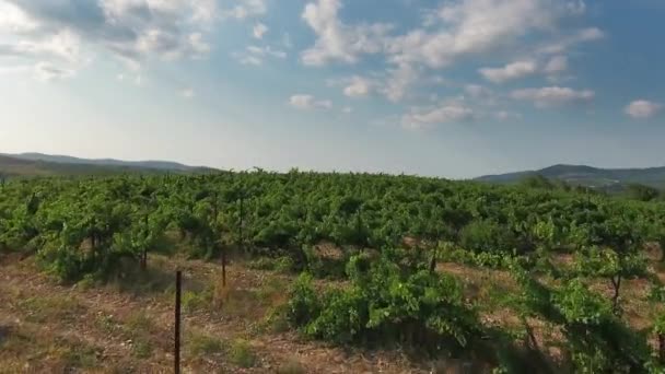 アブラウ ドゥルソ コーカサス ロシア 4Kのブドウ畑の空中ビュー — ストック動画