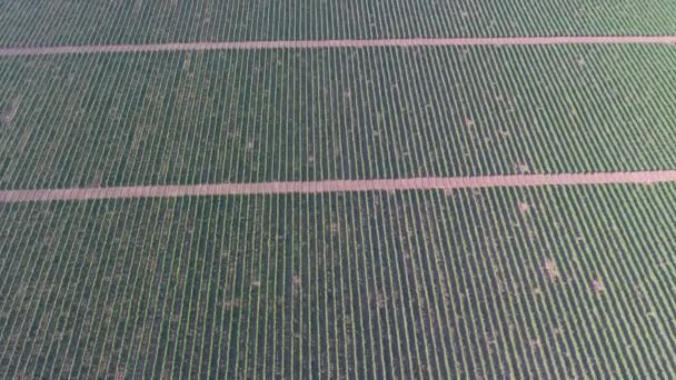 タマン ロシア 4Kの広大なブドウ畑の空中トップビュー — ストック動画