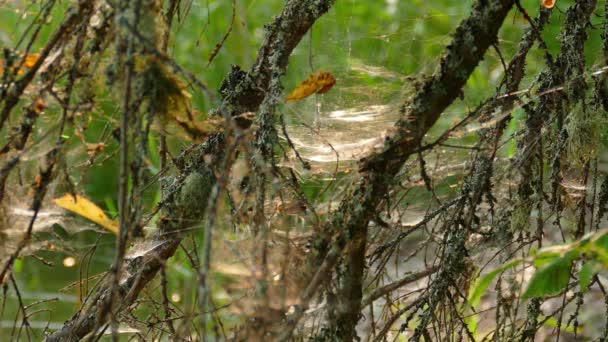 Web Στο Δάσος Φωτίζεται Από Τον Πρωινό Ήλιο Close — Αρχείο Βίντεο