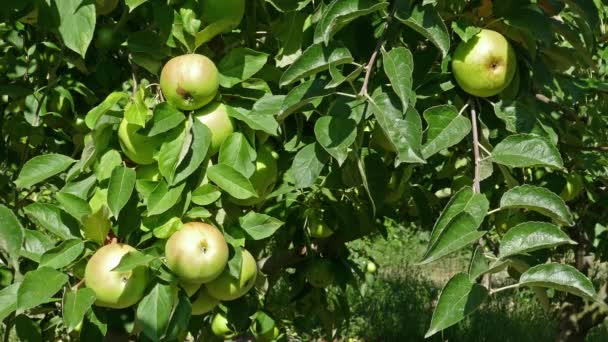 Manzano Granja Verano — Vídeo de stock