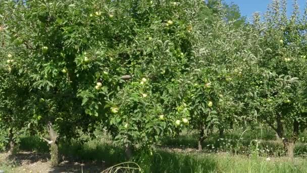 Äppelträd Lantgård Sommaren — Stockvideo