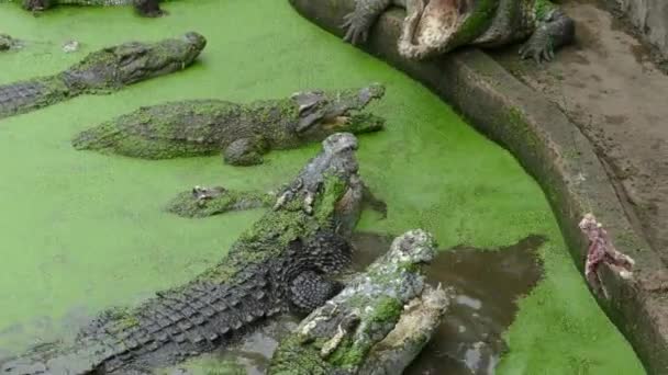 Alimentando Crocodilo — Vídeo de Stock