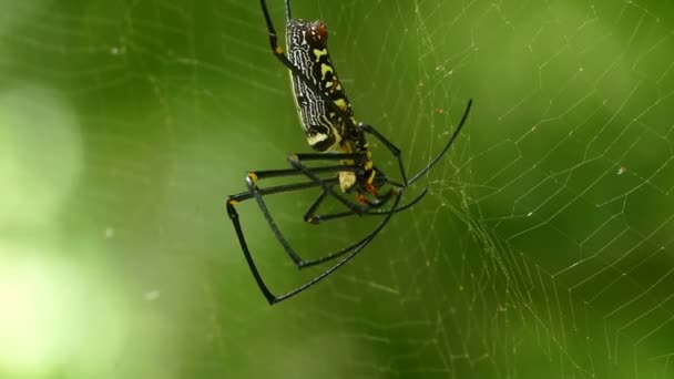 Grande Ragno Nephila Con Suo Cucciolo Sul Web — Video Stock