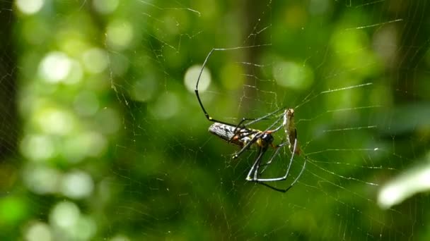 Yavrusuyla Birlikte Büyük Nephila Örümceği Ağdan Bir Filiz Çıkarır — Stok video