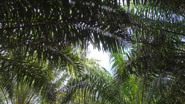 Kokosnoot Palmbladeren Achtergrond — Stockvideo