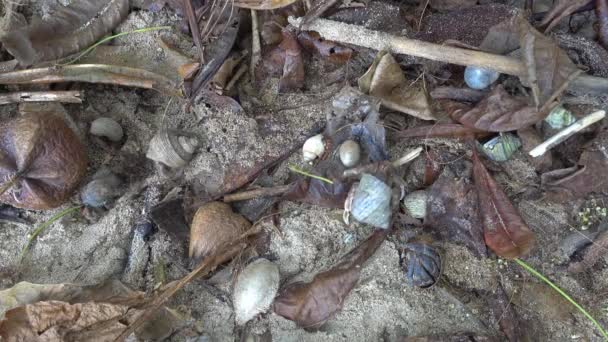 Muchos Cangrejos Ermitaños Playa — Vídeo de stock