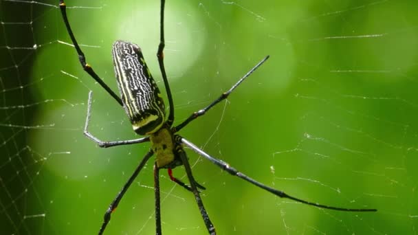 Grote Nphila Spin Met Haar Welp Het Web — Stockvideo