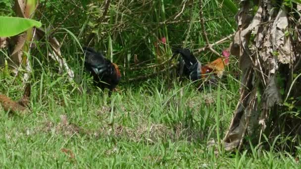 Coqs Marchant Parmi Herbe Verte Thaïlande — Video