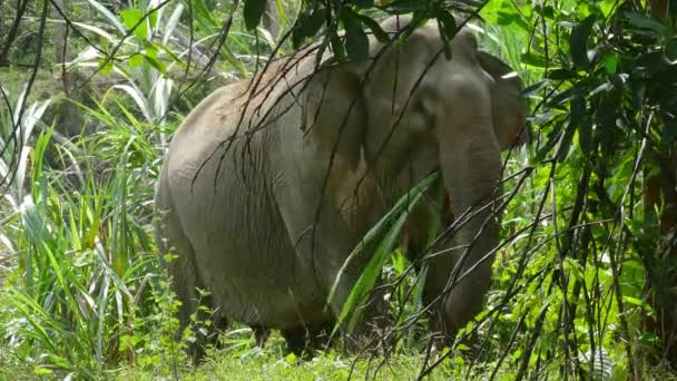 Elefante Indio Comiendo Caña Selva Tailandia — Vídeos de Stock