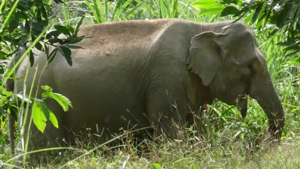 Elefante Indio Comiendo Caña Selva Tailandia — Vídeos de Stock