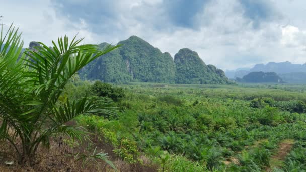 Tayland Daki Khao Sok Ulusal Parkı Nın Yağmur Ormanı Manzarası — Stok video