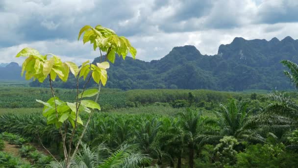 Tayland Daki Khao Sok Ulusal Parkı Nın Yağmur Ormanı Manzarası — Stok video