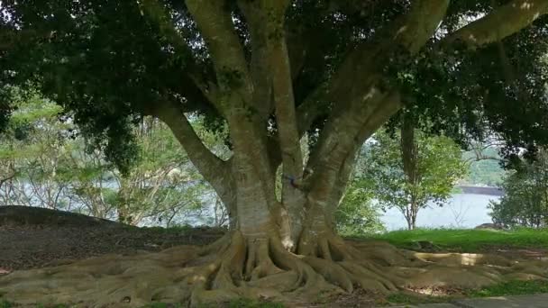 Grandes Racines Arbres Dans Parc National Khao Sok Thaïlande — Video