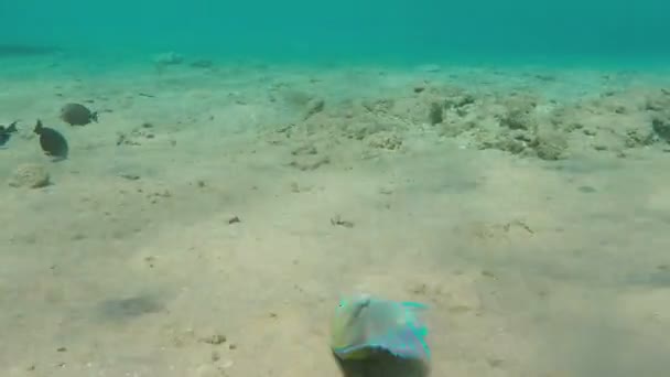 埃及红海的菊花鹦鹉鱼 Chlorurus Sordidus — 图库视频影像