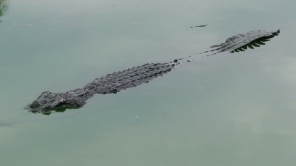 Крокодилы Плавают Озере — стоковое видео