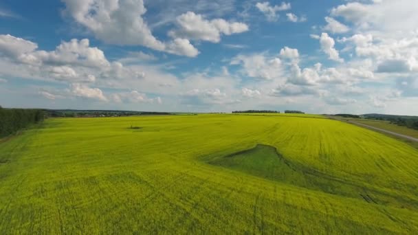 Antenn Utsikt Över Vackra Blommande Rapsfrö Fält — Stockvideo