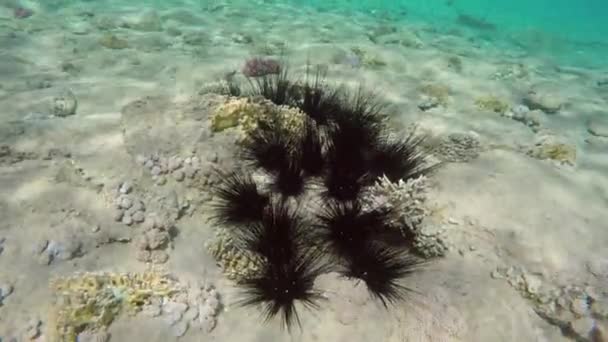 エジプト 4Kのサンゴの間で水の下のウニ — ストック動画