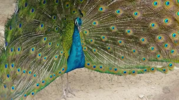 Pavo Real Con Plumas Hacia Fuera — Vídeos de Stock