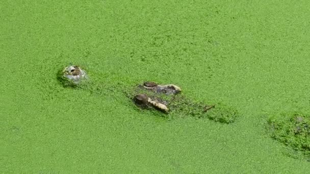 Крокодилы Плавают Озере Среди Зеленой Слизи — стоковое видео