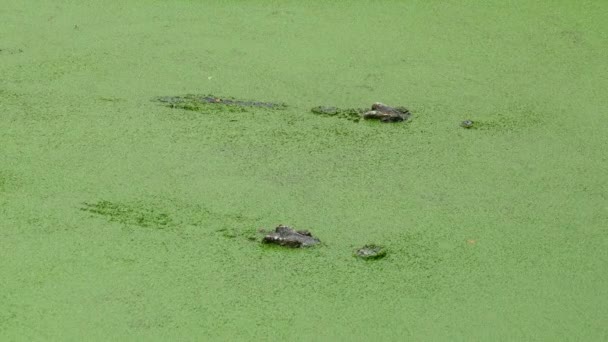 Krokodil Schwimmt See Zwischen Grünem Schleim — Stockvideo