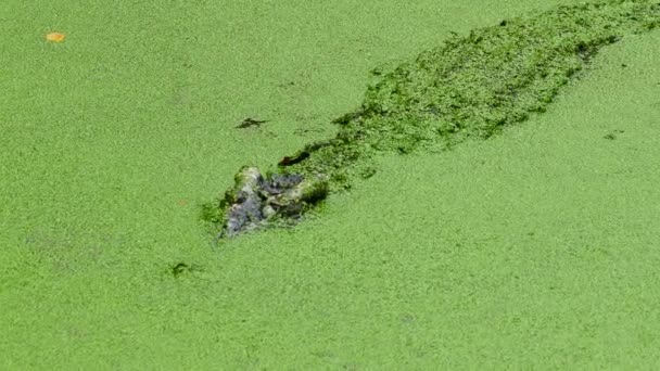 Krokodil Schwimmt See Zwischen Grünem Schleim — Stockvideo