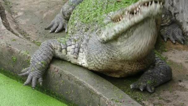 Feeding Crocodile — Stock Video