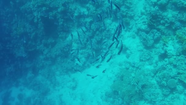 School Indian Mackerel Rastrelliger Kanagurta Feeding Red Sea Egypt — Stock Video