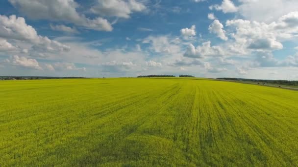 Antenn Utsikt Över Vackra Blommande Rapsfrö Fält — Stockvideo