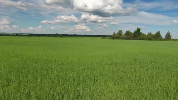 Vista Aérea Sobre Hermoso Campo Verde Verano — Vídeos de Stock